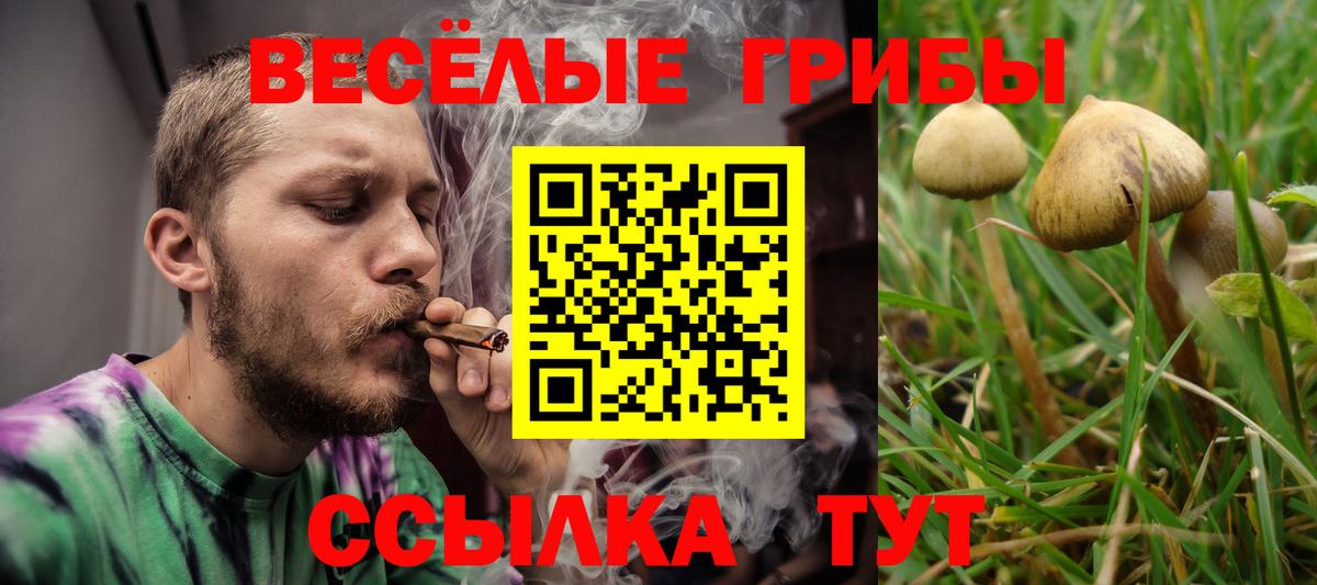 Псилоцибиновые грибы Psilocybe  Вход с VPN  Междуреченск 